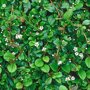 Cotoneaster dammeri / dwergmispel